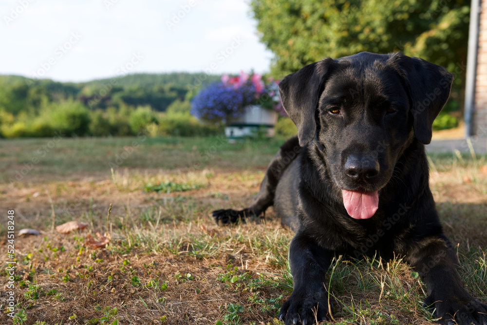 Beautiful lying on grass labrador dog portrait with in the background a colorful flowers pot in a Belgium countryside called condroz. There is a sunset light and this is summer.