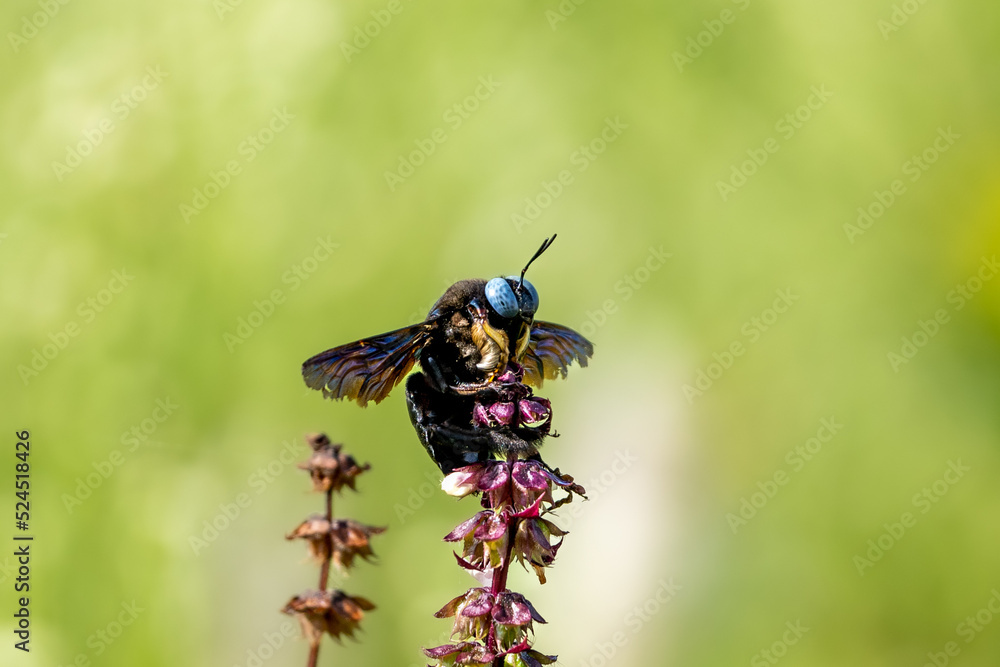 A slender-scaped Carpenter Bee A slender-scaped Carpenter Bee