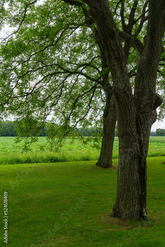 Walnut tree along entrance road of Landgoed Heerlijkheid Mariënwaerdt near Beesd in The Netherlands. photo