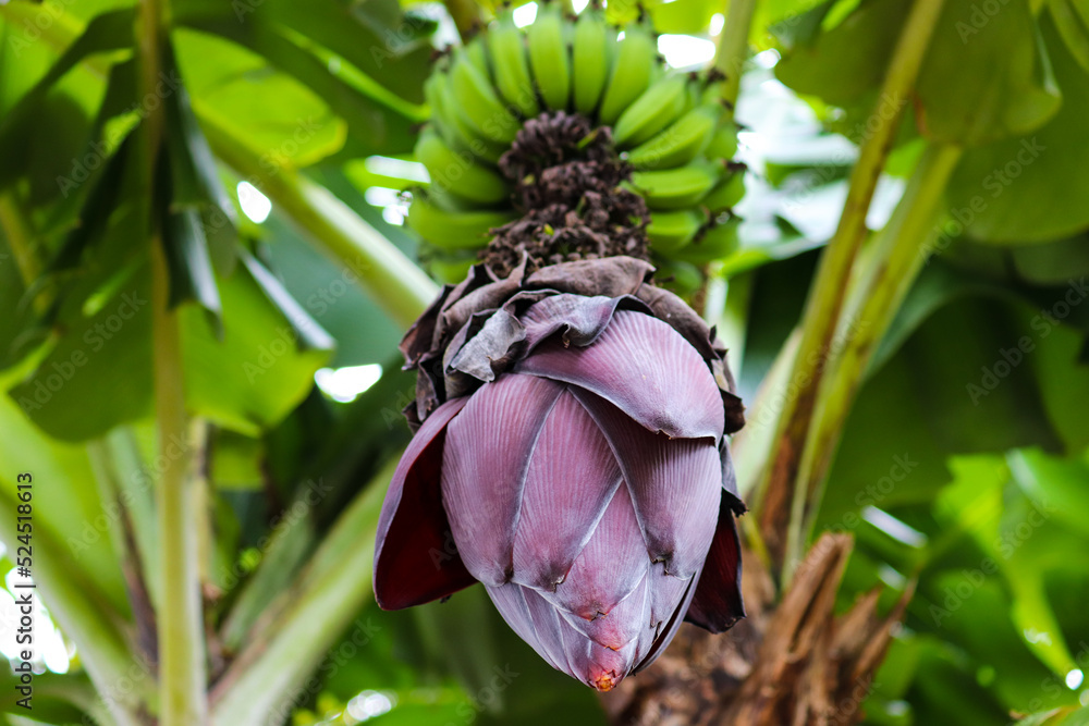 The beauty of the banana flower. Popularly called the banana heart or
