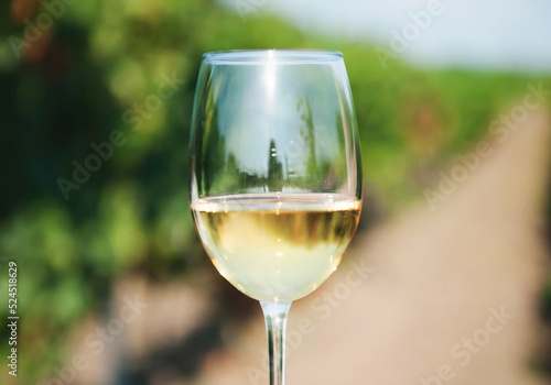 A glass of white wine close-up on the background of a vineyard in summer