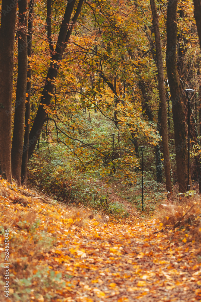 autumn forest view autumn forest view