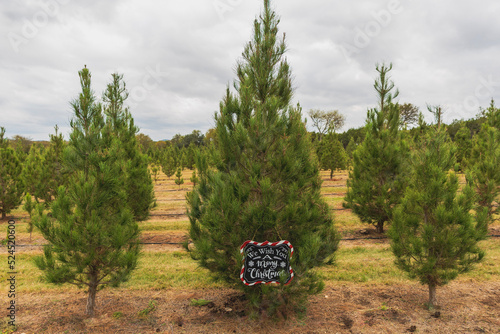 merry christmas sign in tree farm  photo