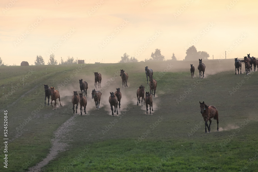 A herd of horses in a field runs in the dust at sunset