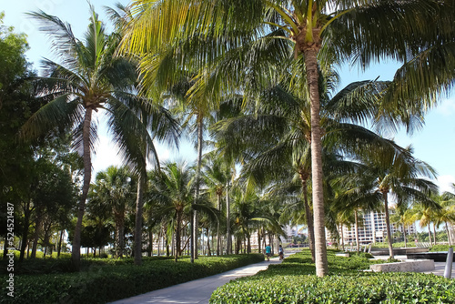 Modern apartment buildings with palm trees at Miami - view from road