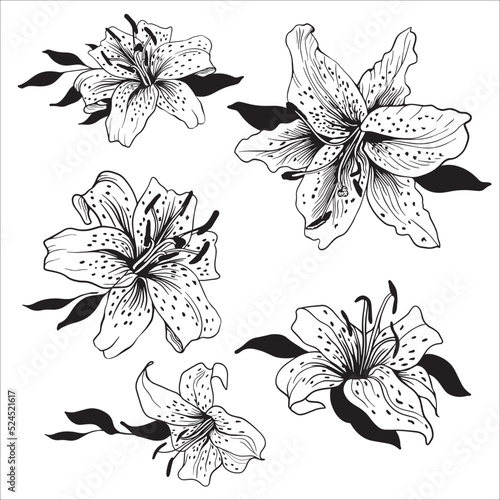 Lily flowers.