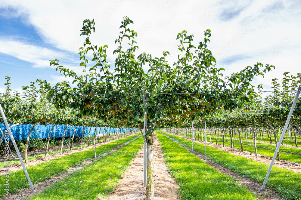 Obraz premium 梨園