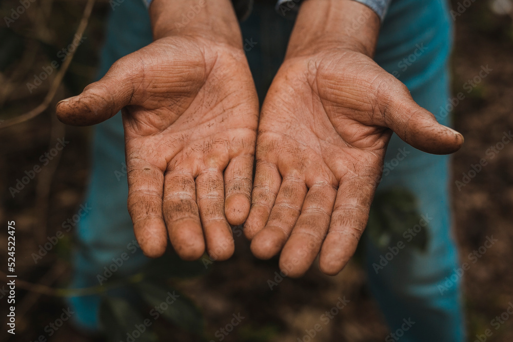 Hands of a coffee farmer Hands of a coffee farmer