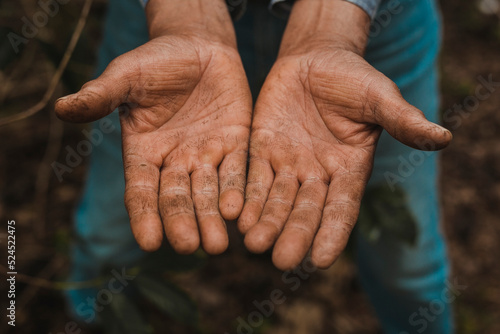 Fototapeta Naklejka Na Ścianę i Meble -  Hands of a coffee farmer