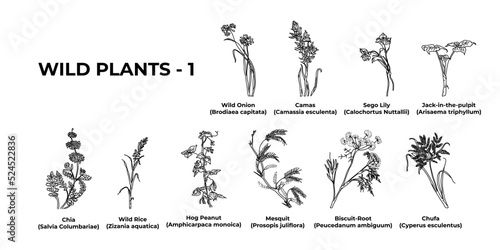Wildflower collection of America wild plants