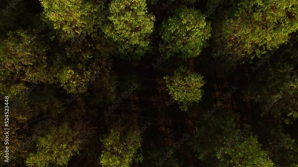 Filme aéreo, de floresta de reflorestamento, com eucaliptus voltado para a fabricação de papel e celulose, em Limeira, São Paulo, Brasil Filme aéreo, de floresta de reflorestamento, com eucaliptus voltado para a fabricação de papel e celulose, em Limeira, São Paulo, Brasil