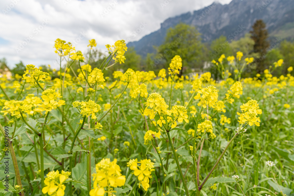 Natural scenery in Vaduz in Liechtenstein Natural scenery in Vaduz in Liechtenstein
