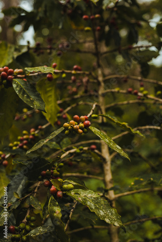 Drupe coffee photo