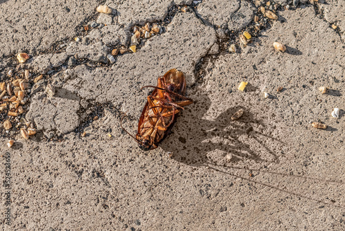 American cockroach lies on its back on the road in the port of Santa Cruz de Tenerife, Spain. Underside of a dead Periplaneta americana outdoors in the Canary Islands
