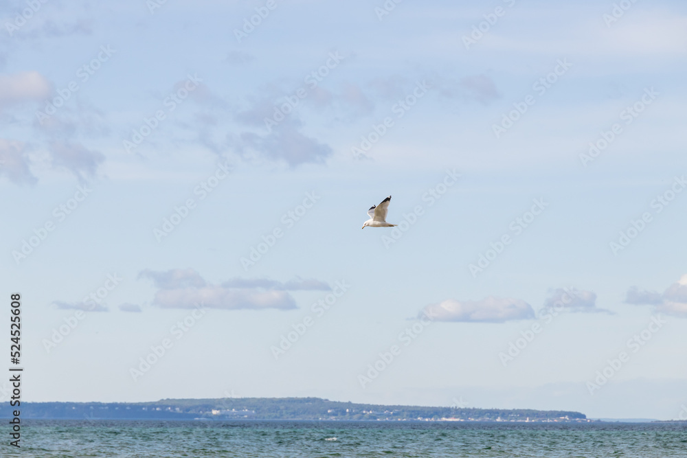 Fototapeta premium Seagulls flying with blue sky and white clouds in background 