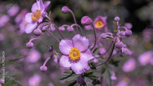 Pink japanese anemone .beautiful floral background.