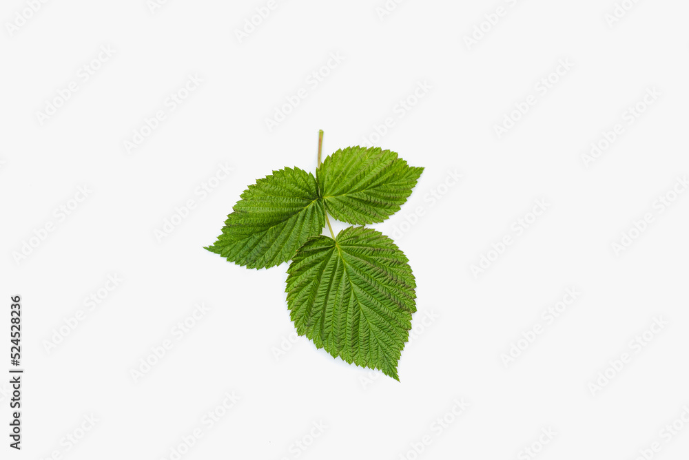 Obraz premium green leaves isolated on white background
