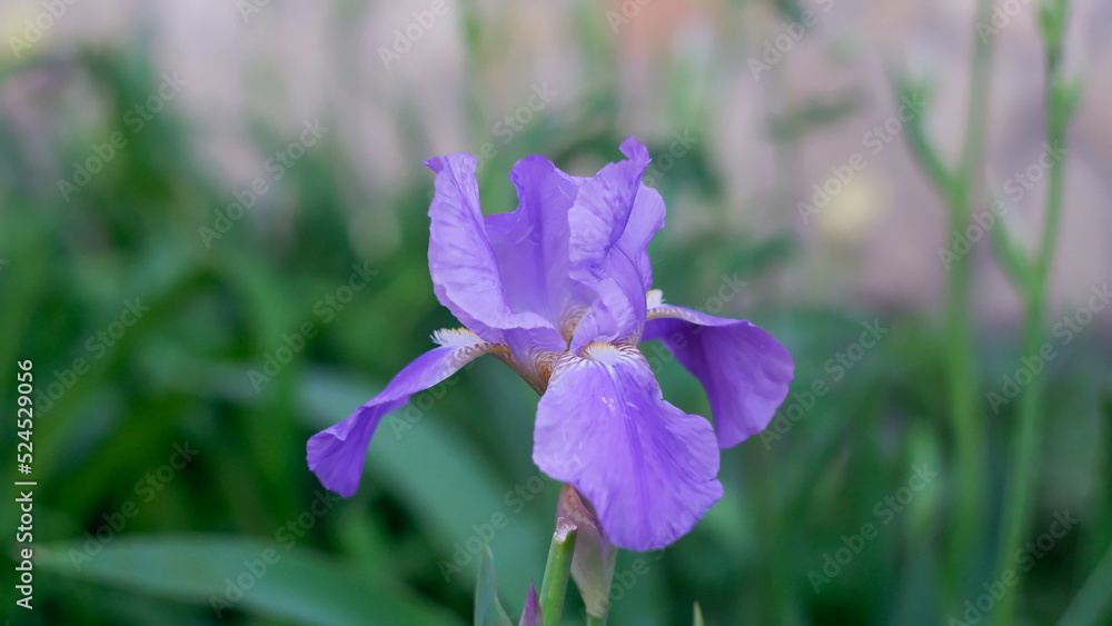 Close-up of Purple iris flower on a green background in the garden. Close-up of Purple iris flower on a green background in the garden.