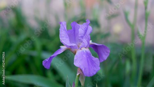 Close-up of Purple iris flower on a green background in the garden.