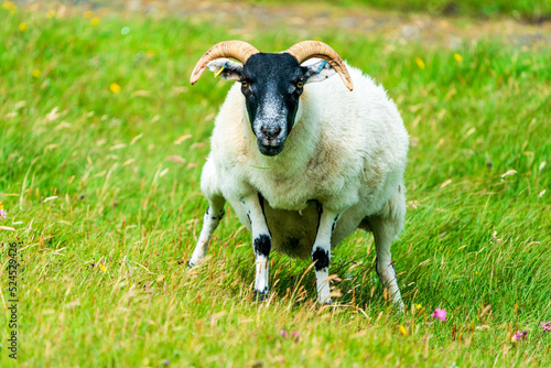  Scottish Blackface sheep on the Isle of Lewis and Harris, Scotland