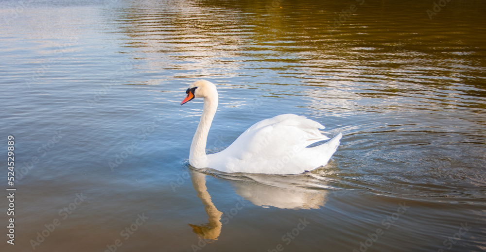 Cygne_01 Cygne_01