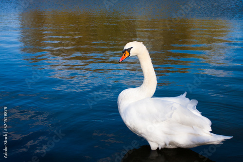 Cygne_03