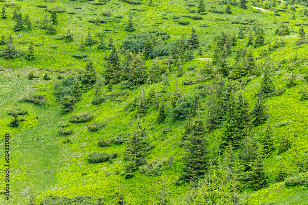 The unique nature and landscape of the Carpathians. Green summer mountain slopes overgrown with young spruce forest - mountain textures. Vibrant photo wallpaper.
