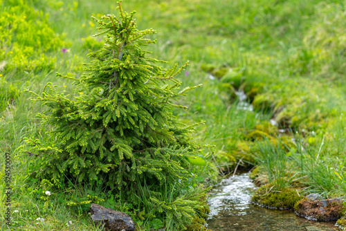 The unique nature and landscape of the Carpathians. A young spruce tree near a stream among green summer grass. Vibrant photo wallpaper.