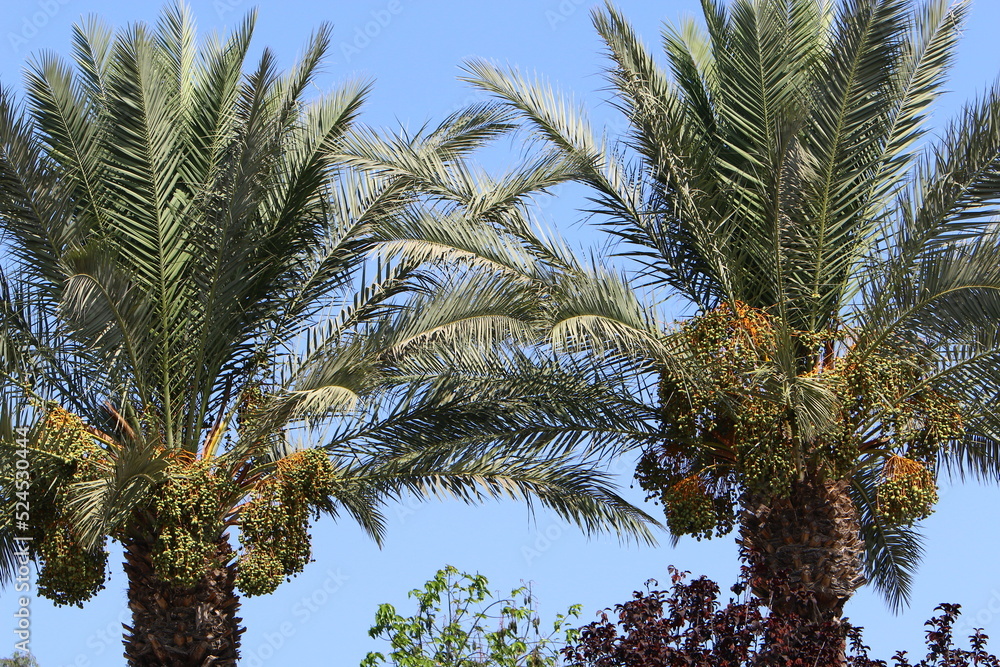 Rich harvest of dates on palm trees in the city park. Rich harvest of dates on palm trees in the city park.