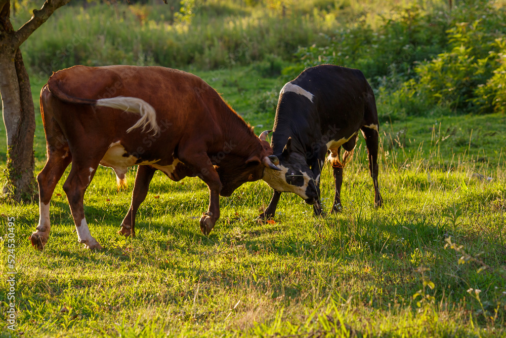 Young bulls butting horns in a meadow Young bulls butting horns in a meadow