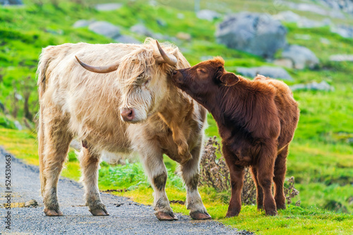 Highland cow with a calf, Isle of Harris in Outer Hebrides, Scotland. Selective focus