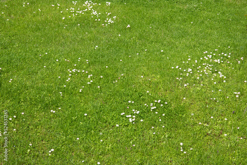 Many small white chamomiles on green lawn.