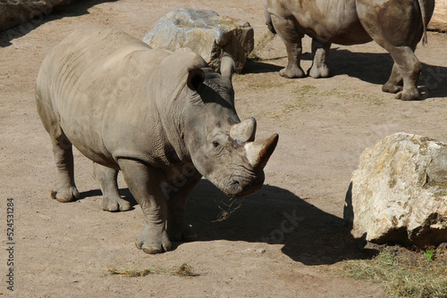 white rhino in a zoo in lille (france)