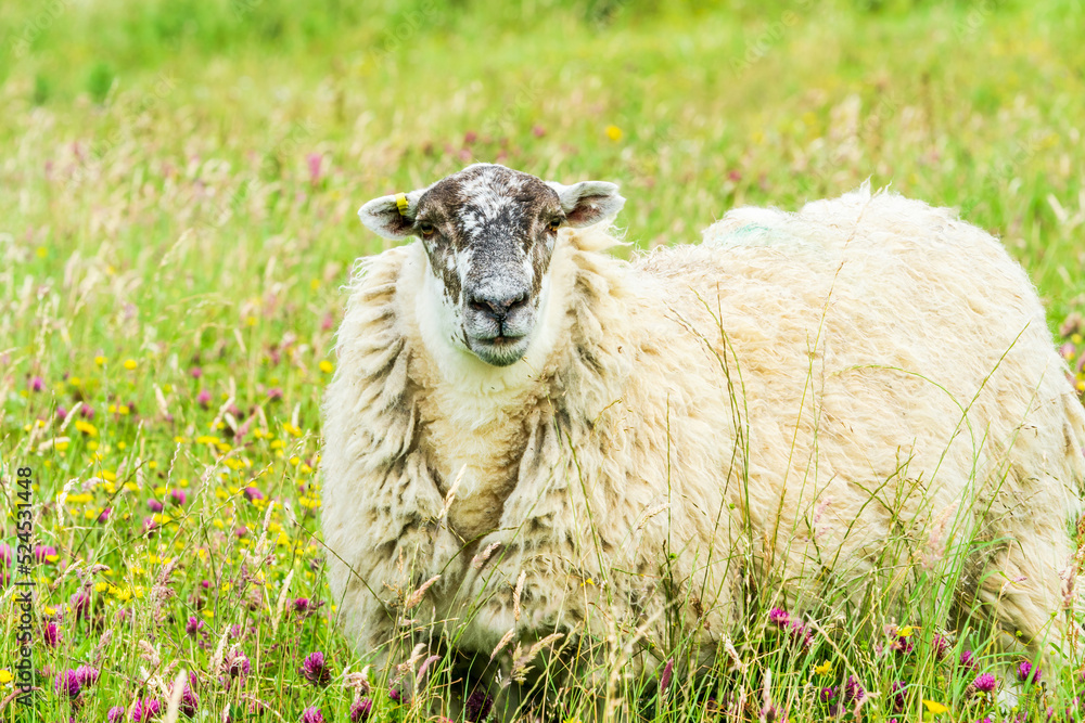 Obraz premium Scottish sheep on the Isle of Lewis and Harris, Scotland