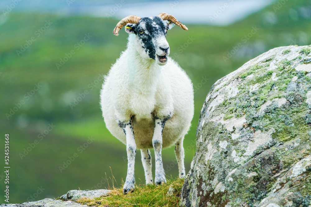 Fototapeta premium Scottish sheep on the Isle of Lewis and Harris, Scotland