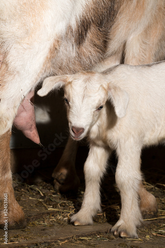 Alpine Goat Dairy Animal. Motherhood, the relationship between a mother and a newborn baby goat. © Piotr