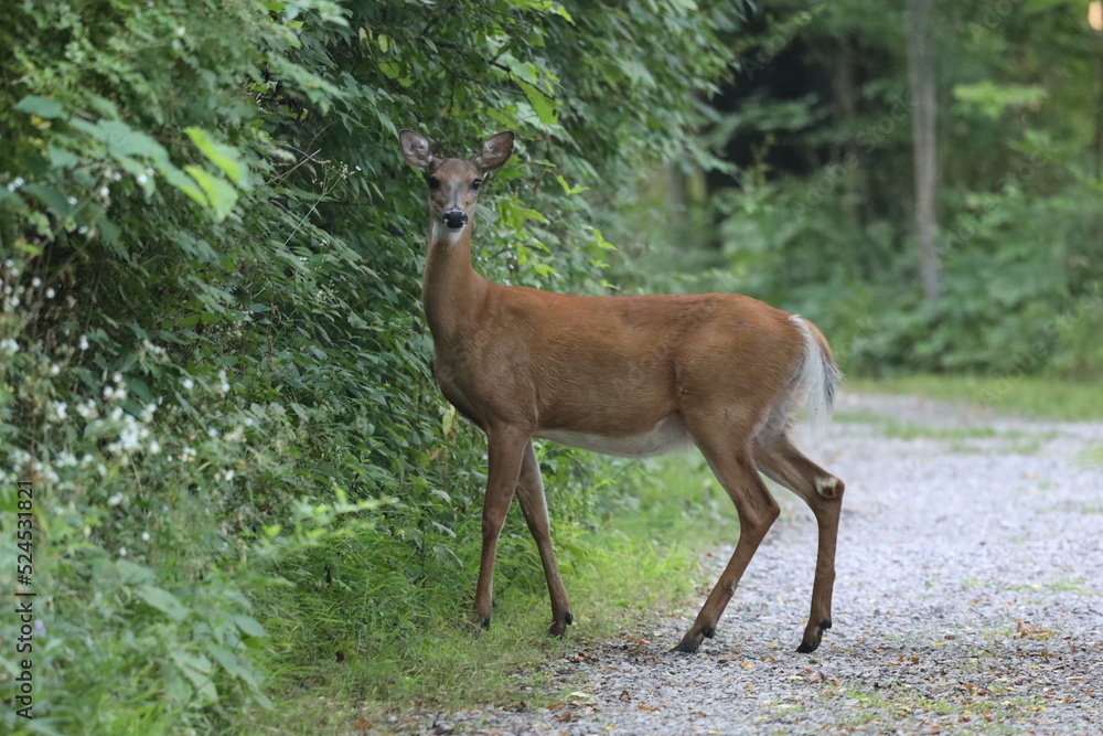 White Tailed Deer White Tailed Deer