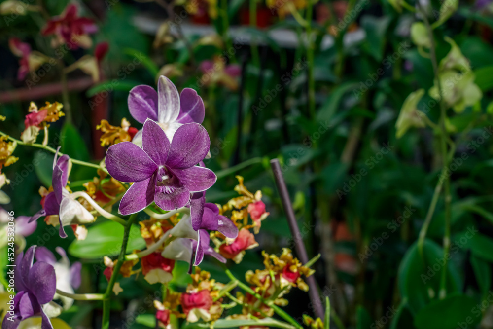 Blue orchid flower. Tropical orchid. Blue orchid flower. Tropical orchid.