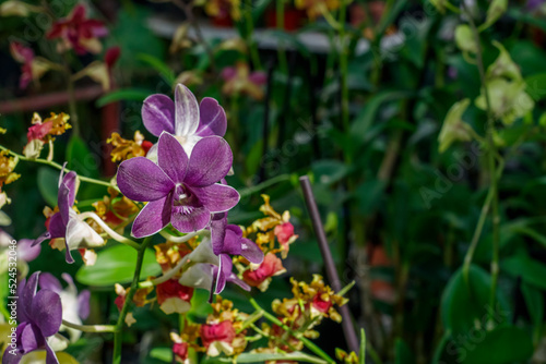 Blue orchid flower. Tropical orchid.