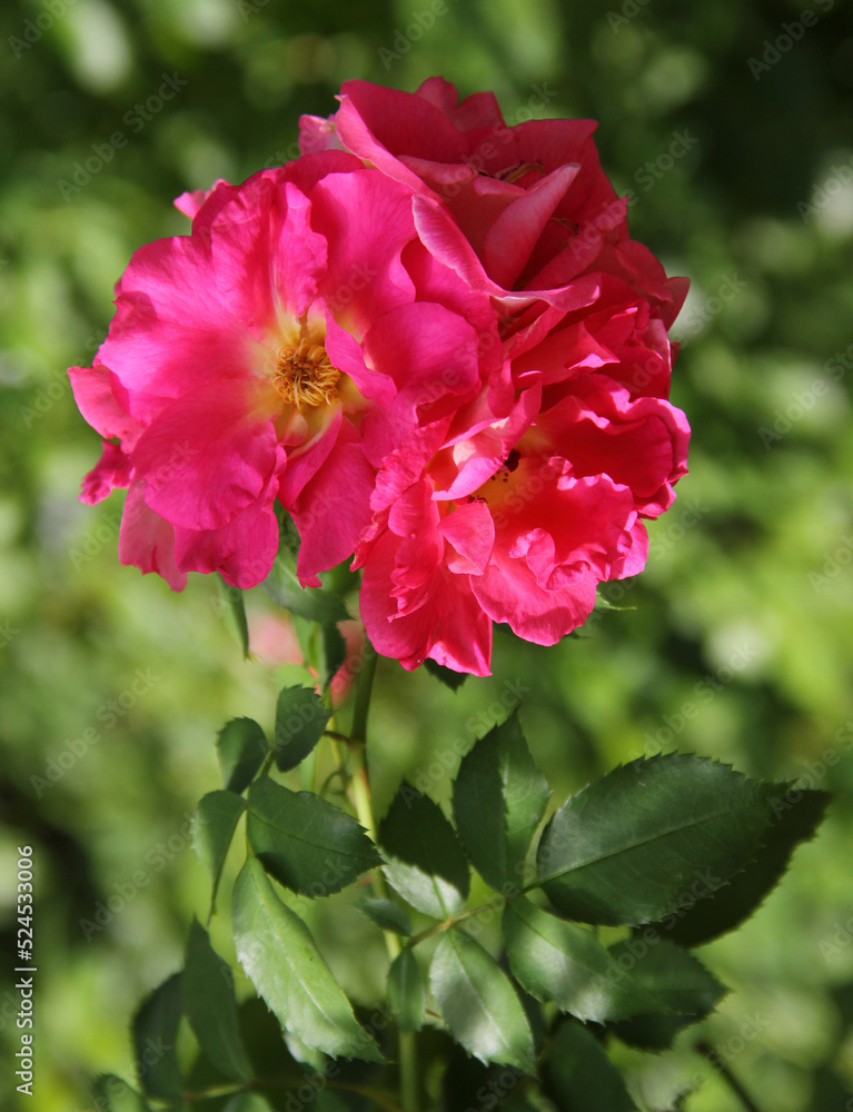 Roses in the rose garden with green leaves Roses in the rose garden with green leaves