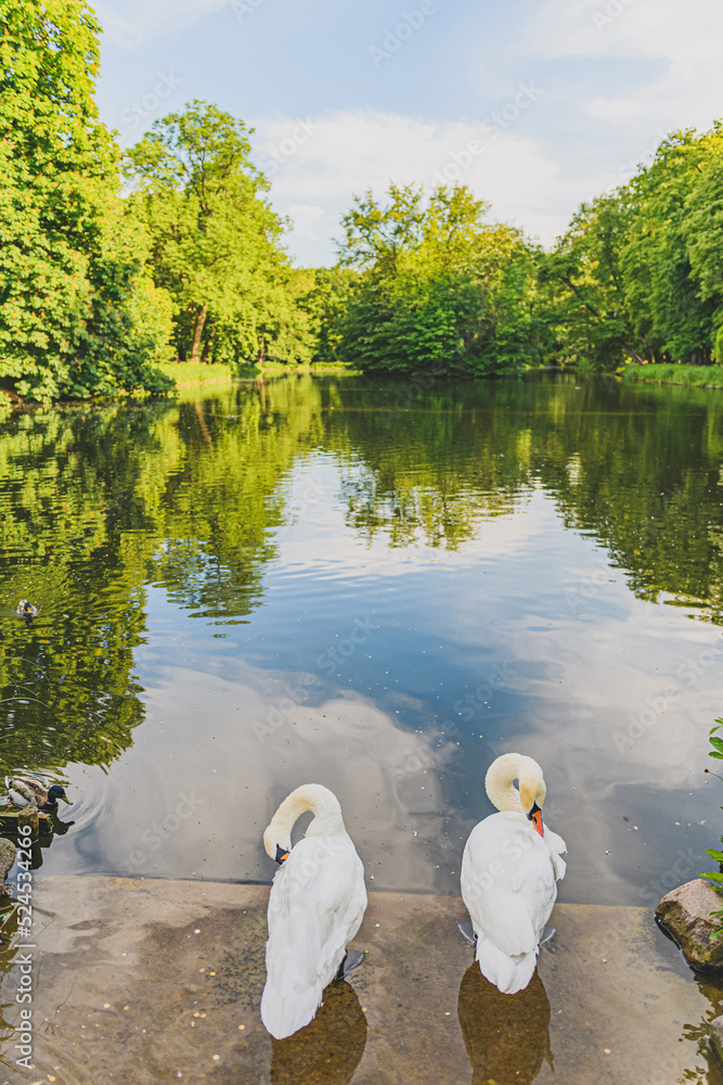 Fototapeta premium swan on the lake