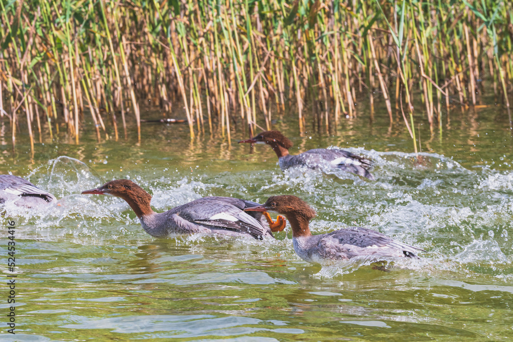 Obraz premium ducks on the lake