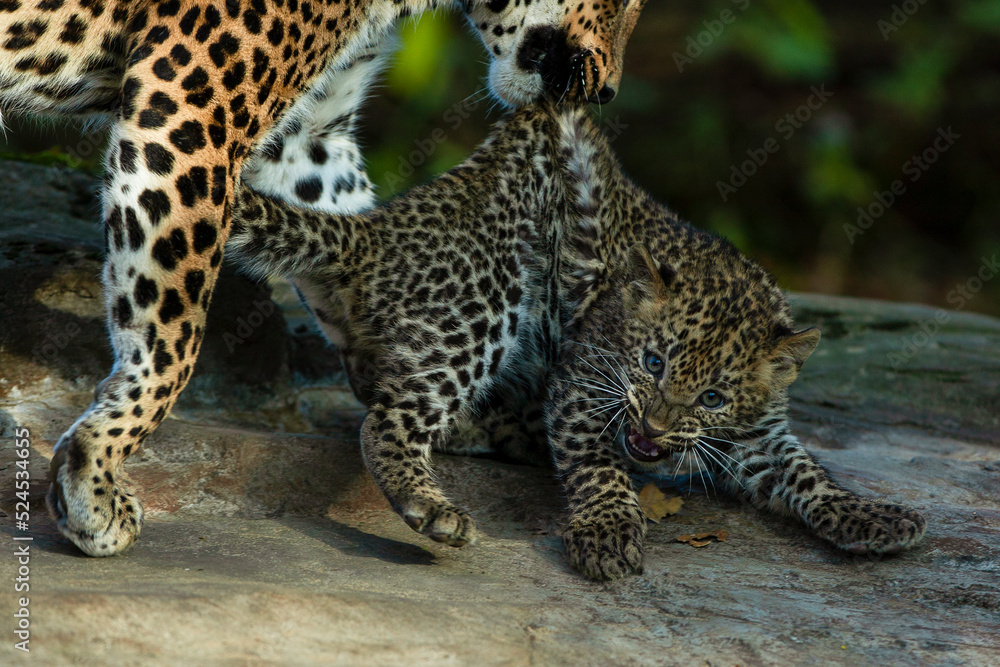 Fototapeta premium Hierblijven!