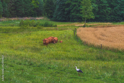 cows in a field