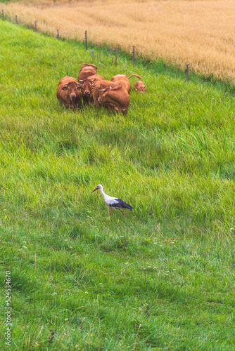 stork and cows in a meadow