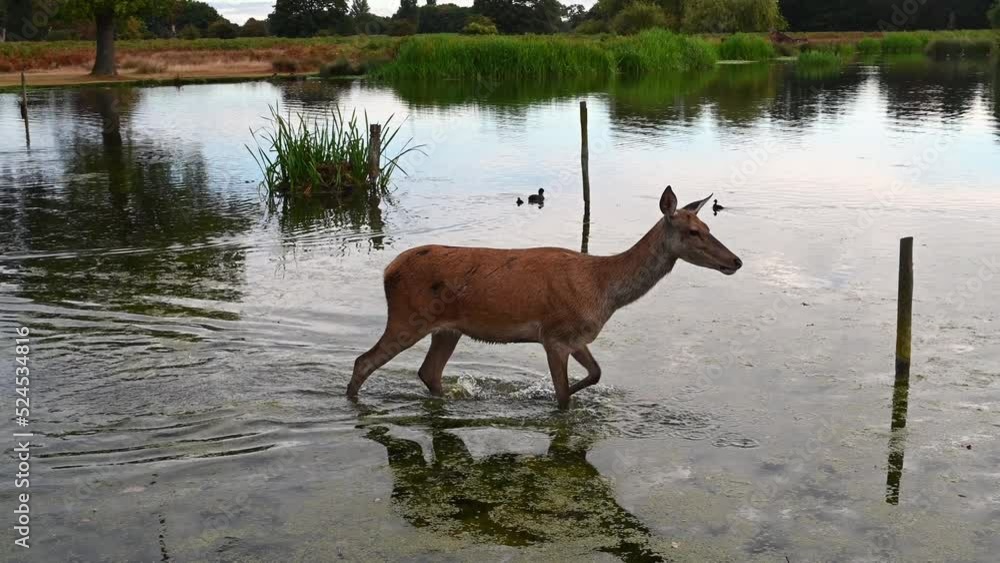 After drought and long hot summer deer keeps cool in water After drought and long hot summer deer keeps cool in water