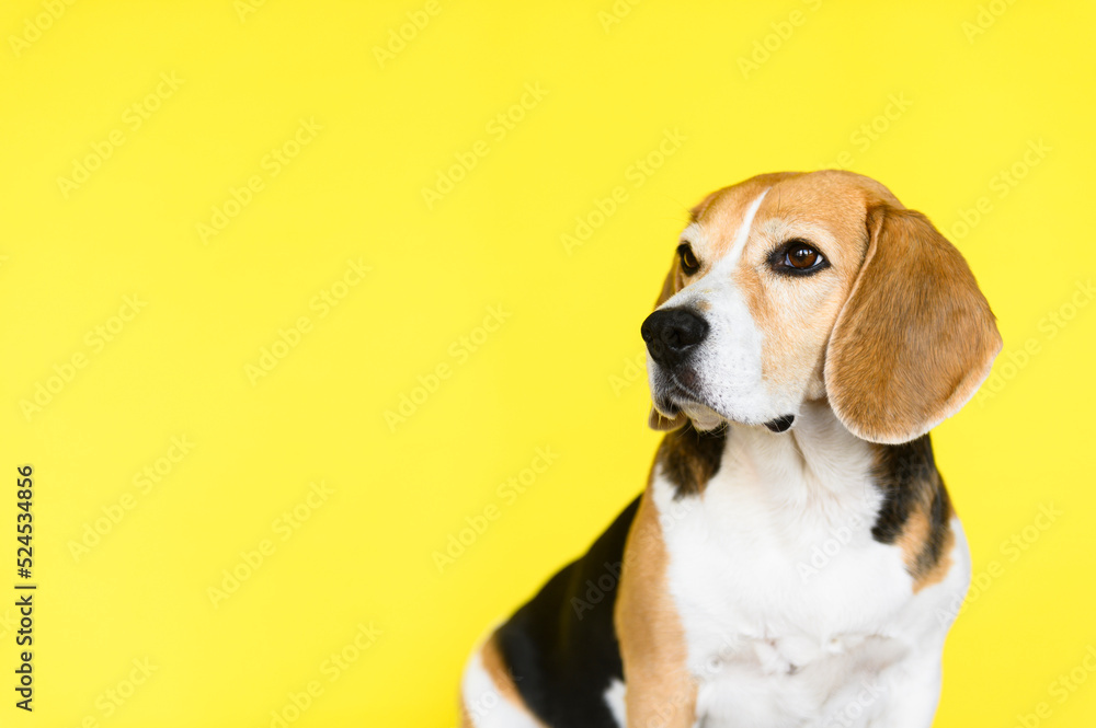 Beagle dog on yellow background. 