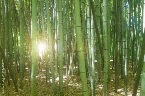 Thickets of bamboo grove with sunlight through the trunks  early morning