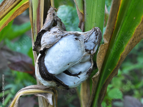 A corn plant affected by the fungus Ustilago zeae Unger photo