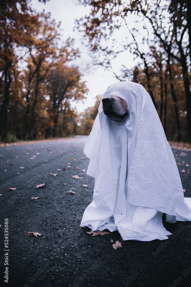 labrador dog ghost sitting on the road